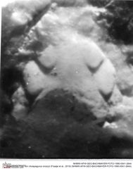 Historisches Foto von Ululapagurus oroszyi (Fraaije et al., 2019) (NHMW-AFW-GEO-BACHMAYER-FOTO-1990-0041-2644)